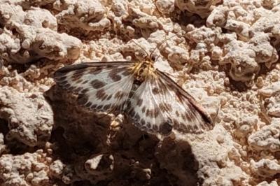 <i>Anania hortulata</i>