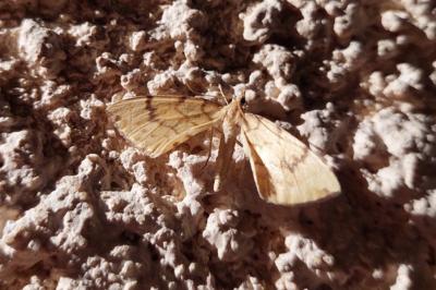 <i>Gandaritis pyraliata</i>