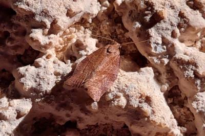 <i>Pandemis heparana</i>