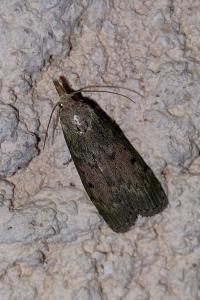 <i>Aphomia sociella</i>