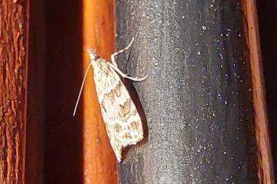 <i>Scoparia</i>