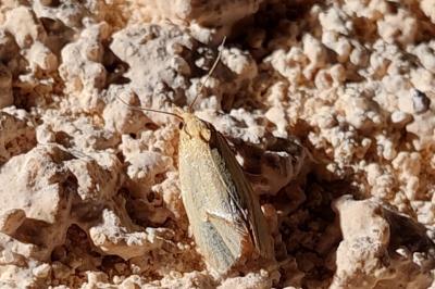 <i>Agapeta hamana</i>