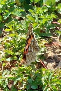 Vanesse des Chardons 