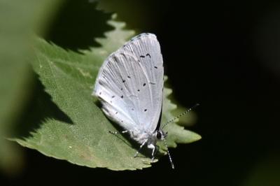 Azuré des Nerpruns 