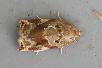 <i>Archips xylosteana</i>