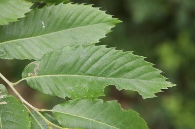 <i>Stigmella samiatella</i>