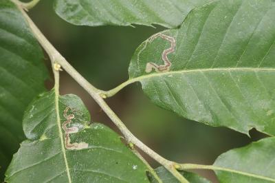 <i>Stigmella samiatella</i>