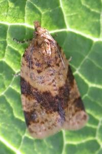 <i>Epagoge grotiana</i>