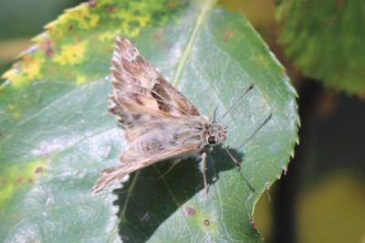 <i>Carcharodus alceae alceae</i>