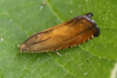 <i>Pammene aurita</i>