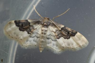 Acidalie campagnarde 