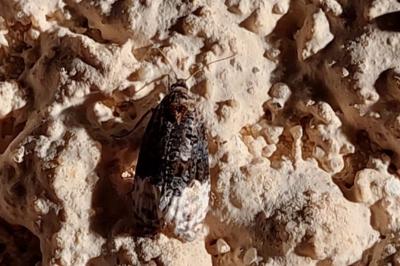 <i>Apotomis betuletana</i>