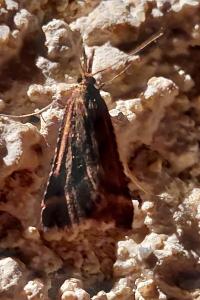 <i>Synaphe punctalis</i>
