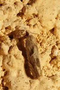 <i>Eucosma</i>