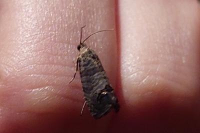 <i>Cydia pomonella</i>