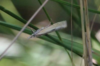 <i>Agriphila inquinatella</i>