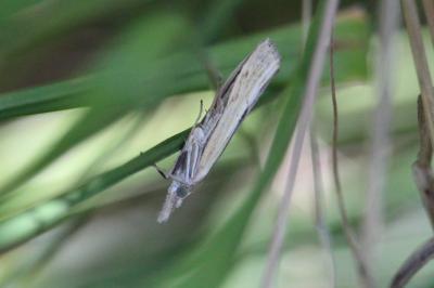 <i>Agriphila inquinatella</i>