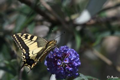 Machaon 