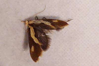 <i>Harpella forficella</i>