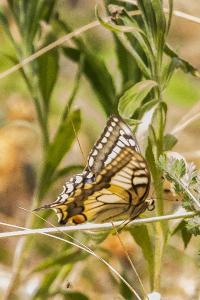 Machaon 
