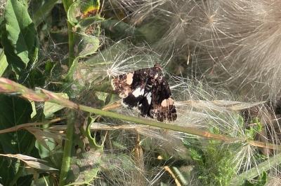 Noctuelle en deuil 