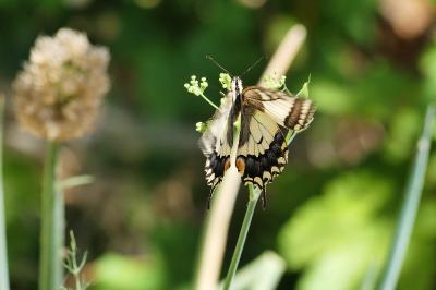 Machaon 