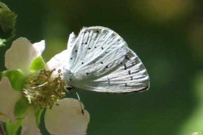 Azuré des Nerpruns 