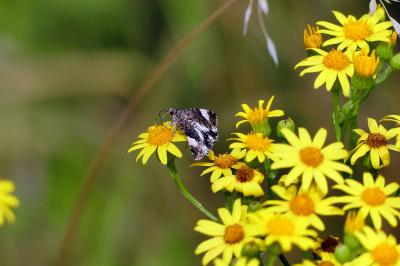 Noctuelle en deuil 