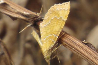 Brocatelle d'or 