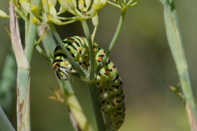 Machaon 