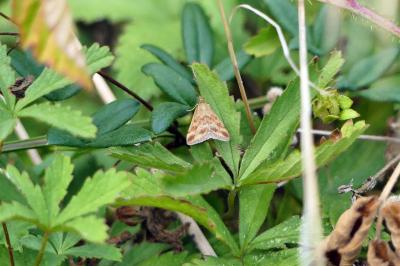 <i>Pyrausta despicata</i>