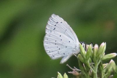 Azuré des Nerpruns 