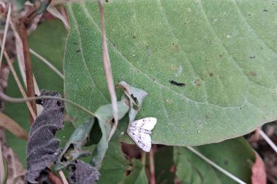 <i>Parapoynx stratiotata</i>