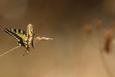 Machaon 