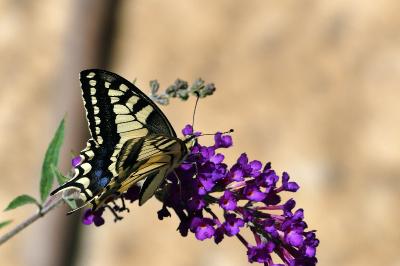 Machaon 
