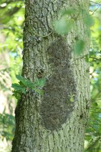 Processionnaire du Chêne 