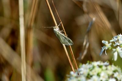 <i>Sitochroa palealis</i>