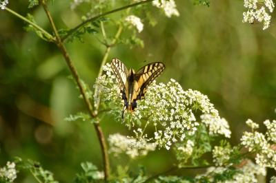 Machaon 