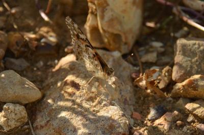 Vanesse des Chardons 