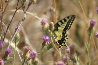 Machaon 
