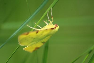 Citronnelle rouillée 