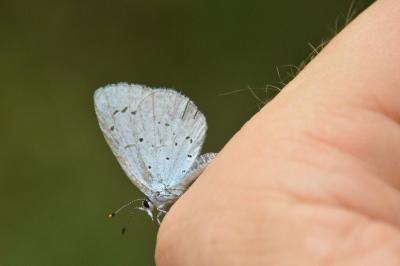 Azuré des Nerpruns 