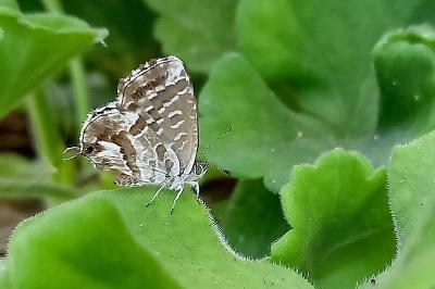 Brun du pélargonium 