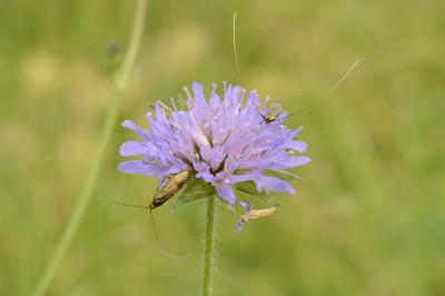 <i>Adela reaumurella</i>