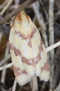 <i>Clepsis pallidana</i>