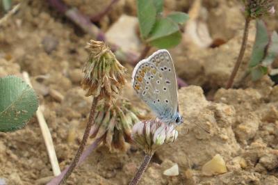 Polyommatus icarus