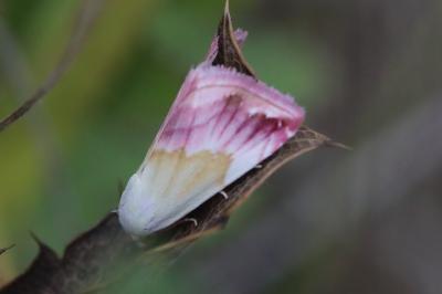 Noctuelle purpurine 