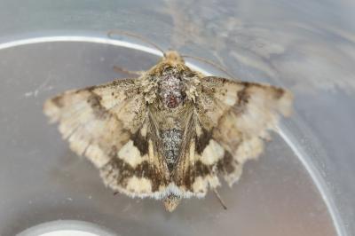 Noctuelle de la Cardère 