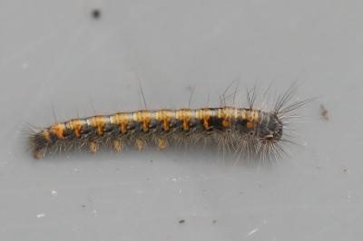 Bombyx du Chêne 