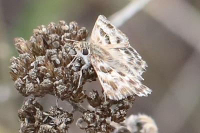 <i>Carcharodus alceae alceae</i>